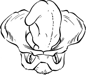 Иллюстрация к книге — Мать и дитя. Энциклопедия счастливого материнства от зачатия до первых шагов [_153.jpg]