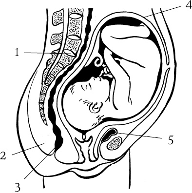 Иллюстрация к книге — Мать и дитя. Энциклопедия счастливого материнства от зачатия до первых шагов [_19.jpg]