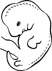 Иллюстрация к книге — Мать и дитя. Энциклопедия счастливого материнства от зачатия до первых шагов [_23.jpg]