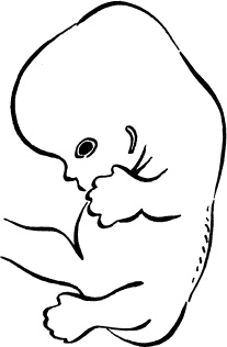 Иллюстрация к книге — Мать и дитя. Энциклопедия счастливого материнства от зачатия до первых шагов [_24.jpg]