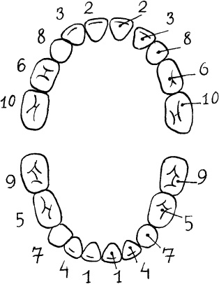 Иллюстрация к книге — Мать и дитя. Энциклопедия счастливого материнства от зачатия до первых шагов [_261.jpg]