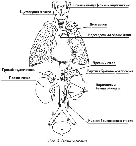 Иллюстрация к книге — Вся правда о гормонах и не только [i_008.jpg]