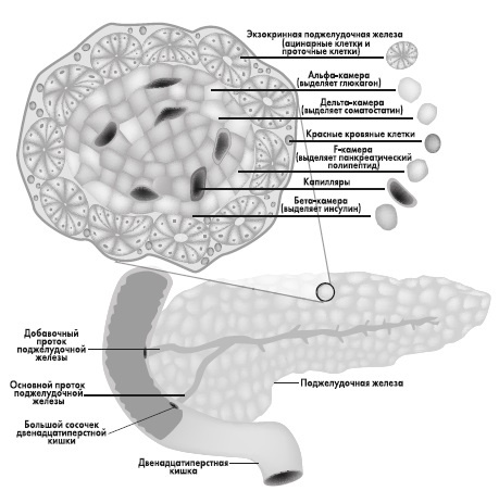 Иллюстрация к книге — Вся правда о гормонах и не только [i_009.jpg]