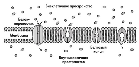 Иллюстрация к книге — Вся правда о гормонах и не только [i_031.jpg]