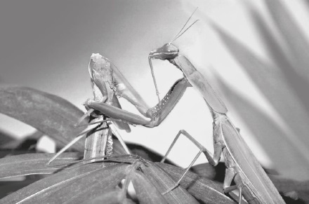 Иллюстрация к книге — Вся правда о гормонах и не только [i_043.jpg]