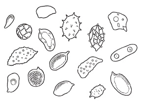 Иллюстрация к книге — Полная энциклопедия грибов [pic_3.jpg]