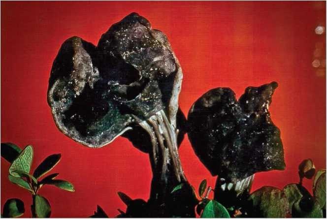 Иллюстрация к книге — Малоизвестные съедобные грибы [i_004.jpg]