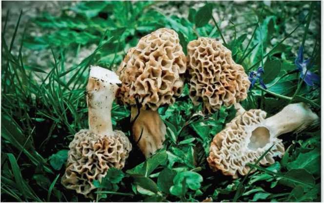 Иллюстрация к книге — Малоизвестные съедобные грибы [i_006.jpg]