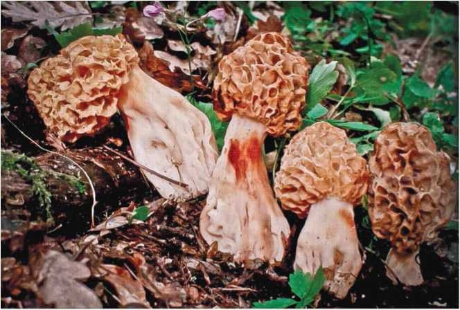 Иллюстрация к книге — Малоизвестные съедобные грибы [i_009.jpg]