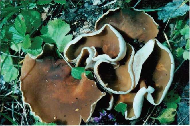 Иллюстрация к книге — Малоизвестные съедобные грибы [i_010.jpg]