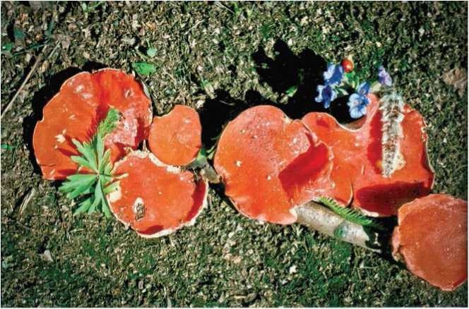 Иллюстрация к книге — Малоизвестные съедобные грибы [i_011.jpg]