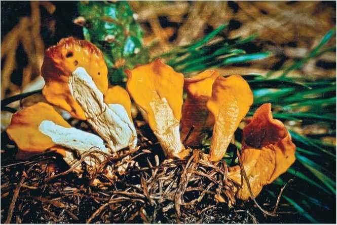 Иллюстрация к книге — Малоизвестные съедобные грибы [i_012.jpg]