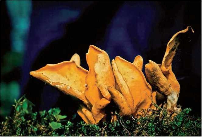 Иллюстрация к книге — Малоизвестные съедобные грибы [i_013.jpg]