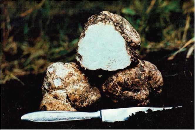 Иллюстрация к книге — Малоизвестные съедобные грибы [i_015.jpg]