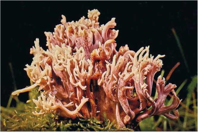 Иллюстрация к книге — Малоизвестные съедобные грибы [i_017.jpg]