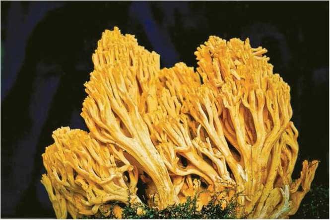 Иллюстрация к книге — Малоизвестные съедобные грибы [i_021.jpg]