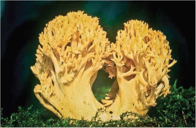 Иллюстрация к книге — Малоизвестные съедобные грибы [i_022.jpg]