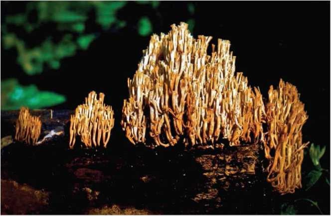 Иллюстрация к книге — Малоизвестные съедобные грибы [i_023.jpg]