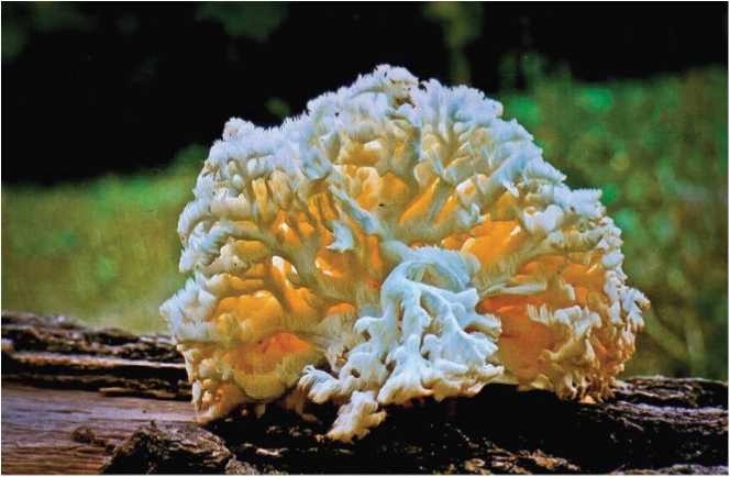 Иллюстрация к книге — Малоизвестные съедобные грибы [i_024.jpg]