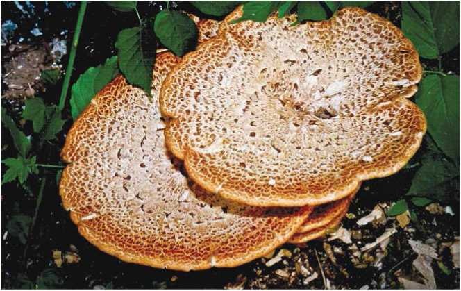 Иллюстрация к книге — Малоизвестные съедобные грибы [i_031.jpg]