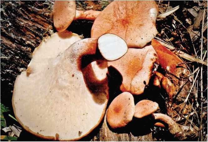 Иллюстрация к книге — Малоизвестные съедобные грибы [i_032.jpg]