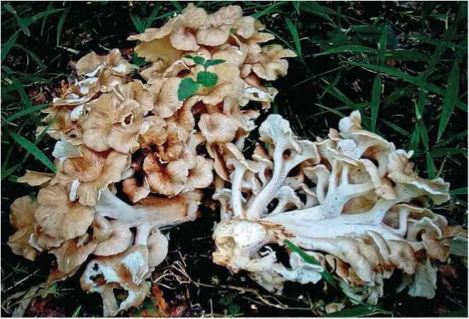 Иллюстрация к книге — Малоизвестные съедобные грибы [i_033.jpg]