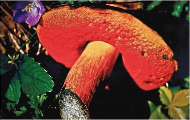 Иллюстрация к книге — Малоизвестные съедобные грибы [i_038.jpg]