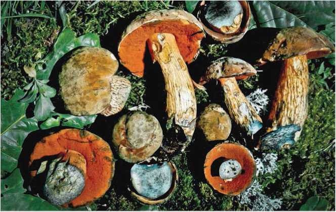 Иллюстрация к книге — Малоизвестные съедобные грибы [i_039.jpg]