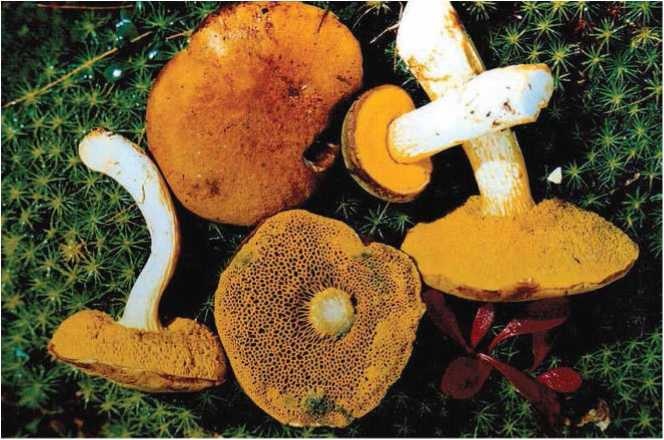 Иллюстрация к книге — Малоизвестные съедобные грибы [i_043.jpg]