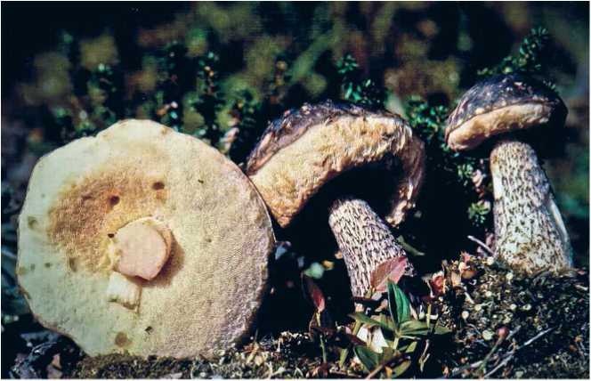 Иллюстрация к книге — Малоизвестные съедобные грибы [i_047.jpg]