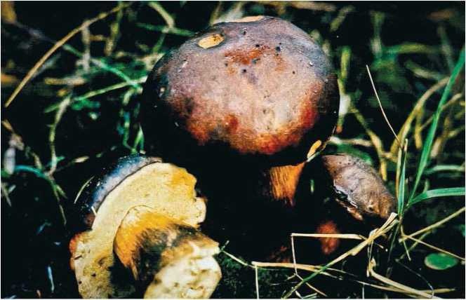 Иллюстрация к книге — Малоизвестные съедобные грибы [i_049.jpg]