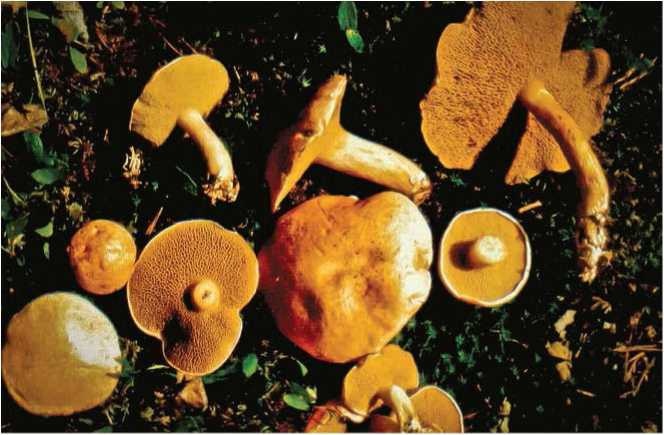 Иллюстрация к книге — Малоизвестные съедобные грибы [i_051.jpg]