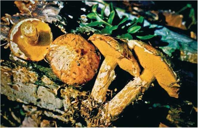 Иллюстрация к книге — Малоизвестные съедобные грибы [i_055.jpg]