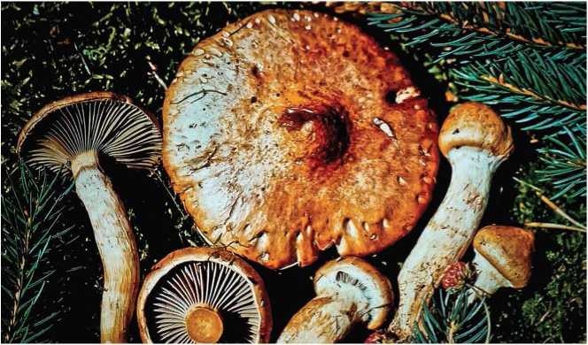 Иллюстрация к книге — Малоизвестные съедобные грибы [i_056.jpg]