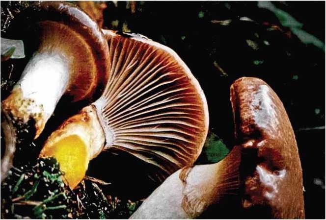 Иллюстрация к книге — Малоизвестные съедобные грибы [i_057.jpg]