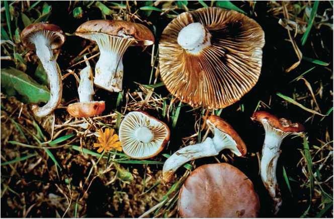 Иллюстрация к книге — Малоизвестные съедобные грибы [i_058.jpg]