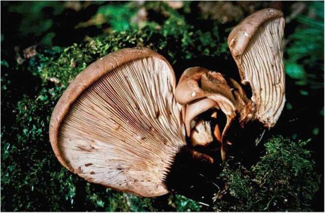 Иллюстрация к книге — Малоизвестные съедобные грибы [i_059.jpg]