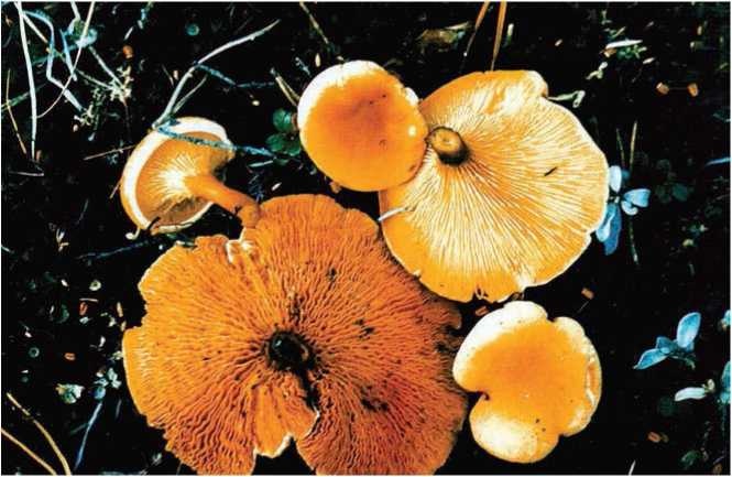 Иллюстрация к книге — Малоизвестные съедобные грибы [i_060.jpg]