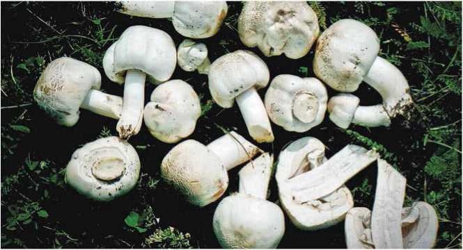 Иллюстрация к книге — Малоизвестные съедобные грибы [i_061.jpg]