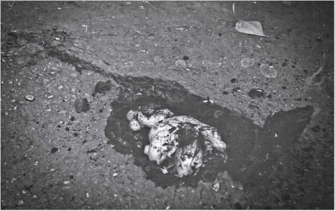 Иллюстрация к книге — Малоизвестные съедобные грибы [i_062.jpg]