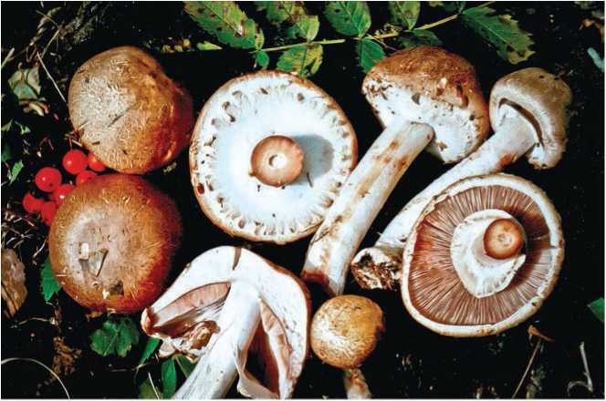 Иллюстрация к книге — Малоизвестные съедобные грибы [i_064.jpg]