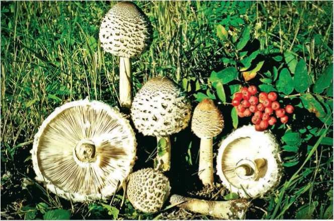 Иллюстрация к книге — Малоизвестные съедобные грибы [i_068.jpg]