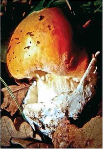 Иллюстрация к книге — Малоизвестные съедобные грибы [i_071.jpg]