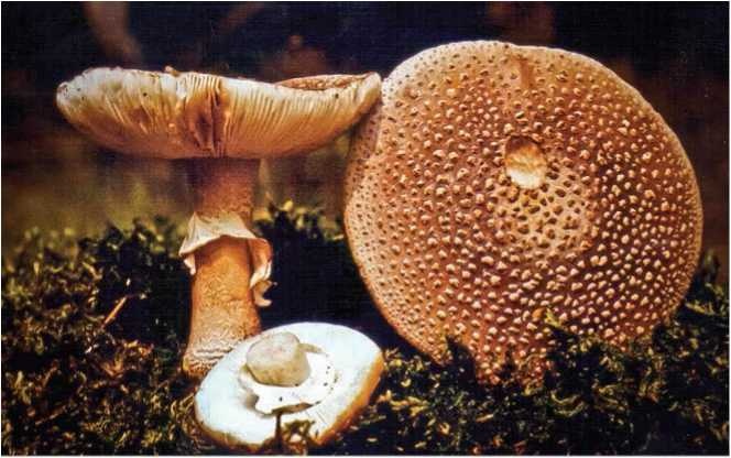 Иллюстрация к книге — Малоизвестные съедобные грибы [i_072.jpg]