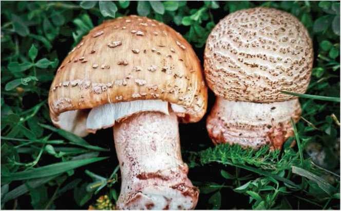 Иллюстрация к книге — Малоизвестные съедобные грибы [i_073.jpg]