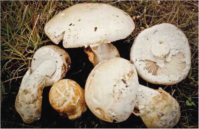 Иллюстрация к книге — Малоизвестные съедобные грибы [i_074.jpg]