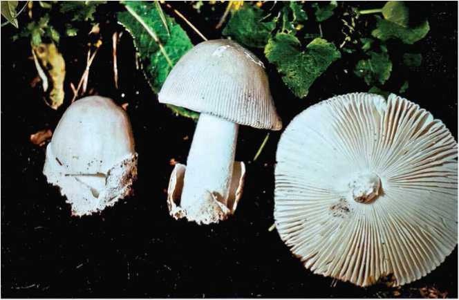 Иллюстрация к книге — Малоизвестные съедобные грибы [i_075.jpg]