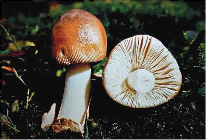 Иллюстрация к книге — Малоизвестные съедобные грибы [i_077.jpg]