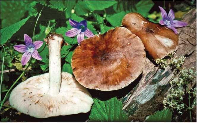 Иллюстрация к книге — Малоизвестные съедобные грибы [i_078.jpg]