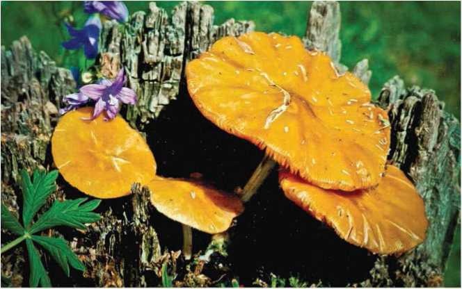 Иллюстрация к книге — Малоизвестные съедобные грибы [i_079.jpg]